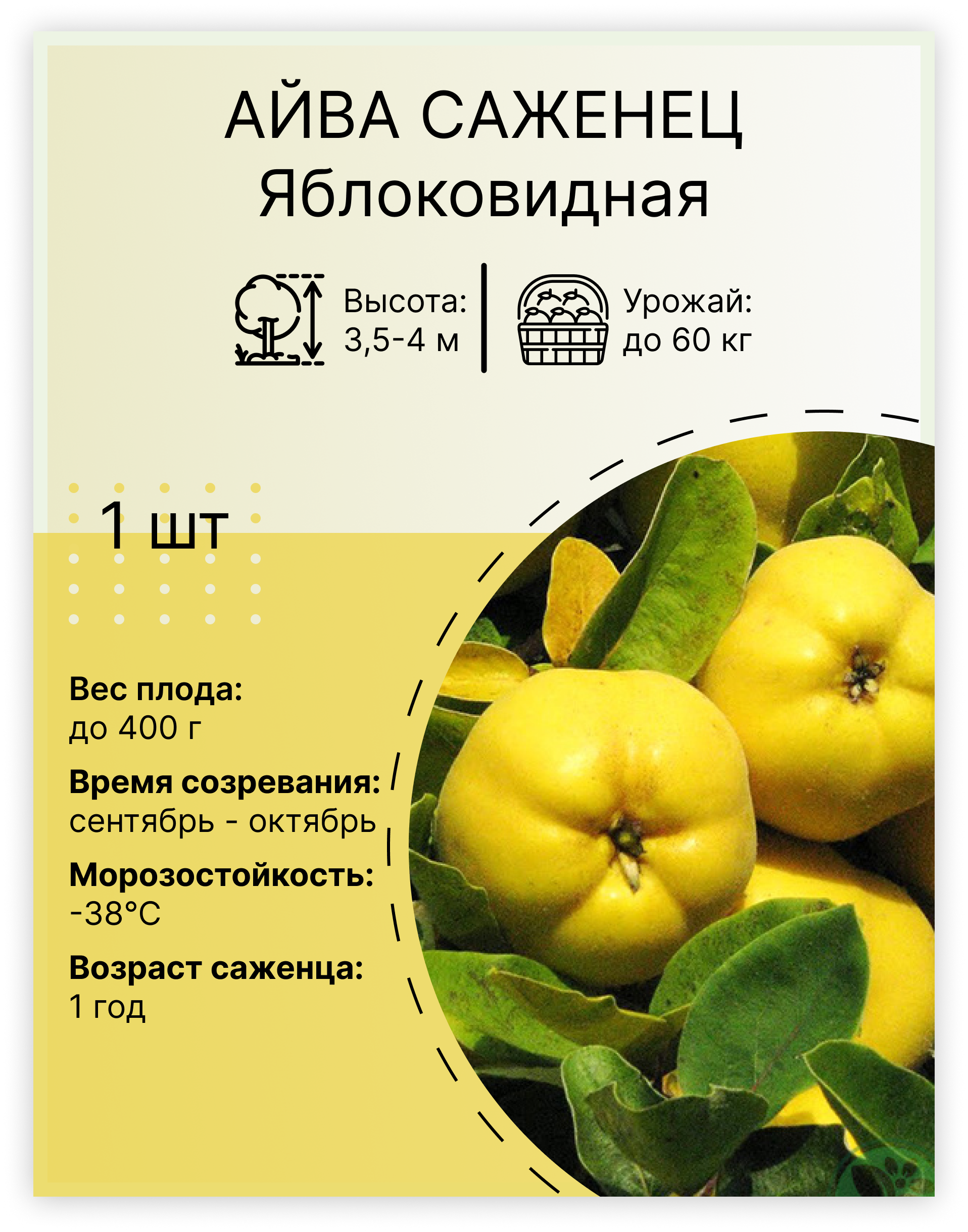 Айва «Яблоковидная»